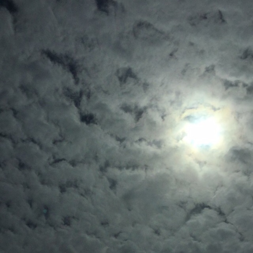 Meet your Posher, Phoebe